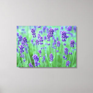 Lavendel-Feld Leinwanddruck