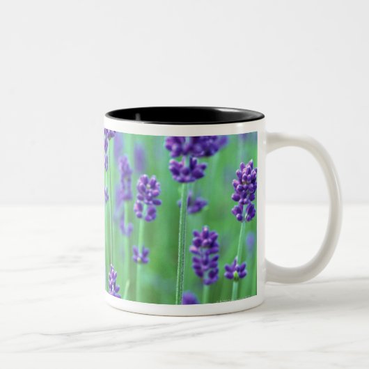 Lavendel-Feld Zweifarbige Tasse (Rechts)