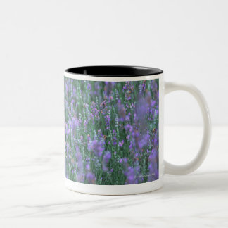 Lavendel-Feld Zweifarbige Tasse