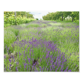 Lavendel Field Foto Art