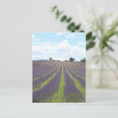 Lavendel Field in der Provence Postkarte (Stehend Vorderseite)