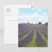 Lavendel Field in der Provence Postkarte (Vorne/Hinten)