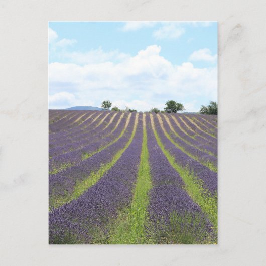 Lavendel Field in der Provence Postkarte (Vorderseite)