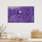 Lavendel Field Poster (Küche)