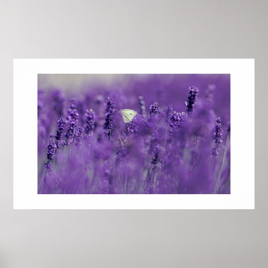 Lavendel Field Poster (Vorne)