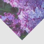 Lavendel-Fliedern Seidenpapier (Ausschnitt)
