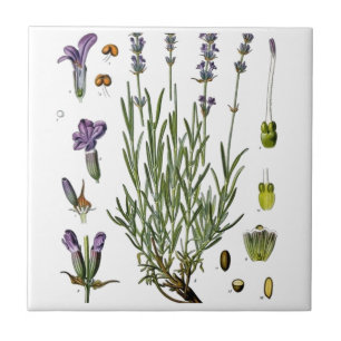 Lavendel Fliese