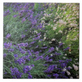 Lavendel Fliese (Vorderseite)