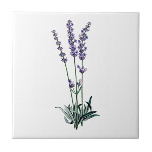 Lavendel Fliese (Vorderseite)