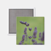 Lavendel Floral Magnet (Vorderseite/Rückseite)
