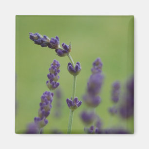 Lavendel Floral Magnet