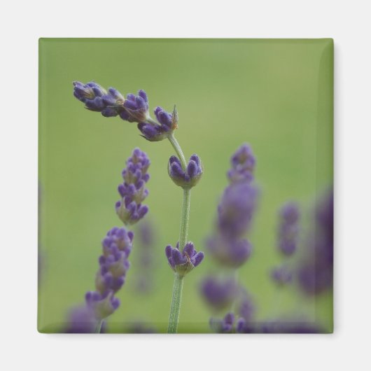 Lavendel Floral Magnet (Vorne)