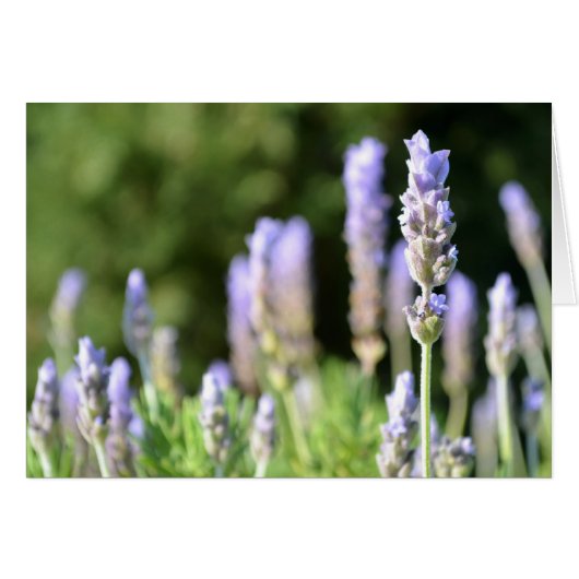 Lavendel-Fotokarte (Vorderseite (Horizontal))