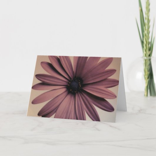 Lavendel-Gänseblümchen Karte (Vorderseite)