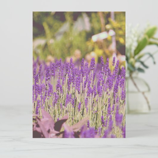Lavendel Garden Fotografie (Stehend Vorderseite)
