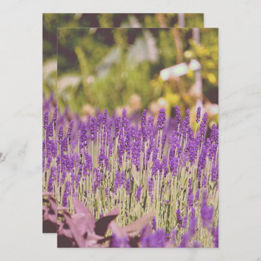 Lavendel Garden Fotografie (Vorne/Hinten)