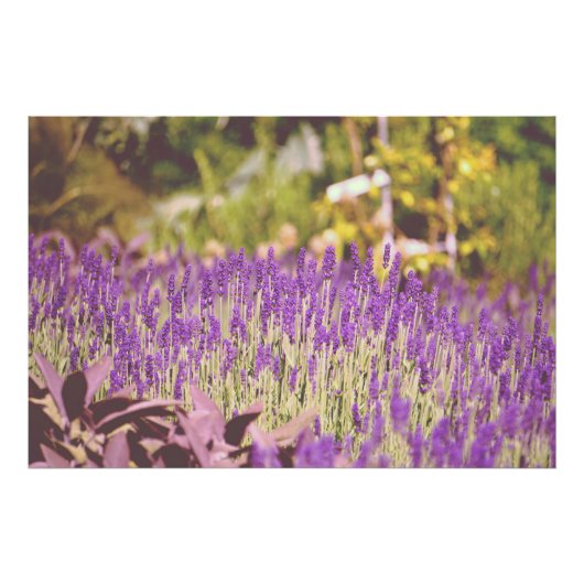 Lavendel Garden Fotografie (Vorne)
