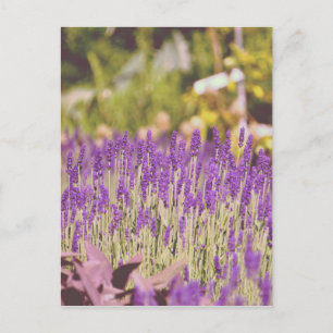 Lavendel Garden Fotografie Postkarte