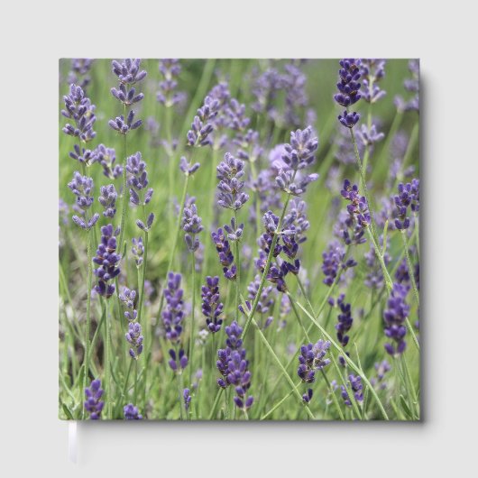 Lavendel Gästebuch (Vorderseite)
