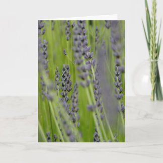 Lavendel-Gruß-Karte Karte