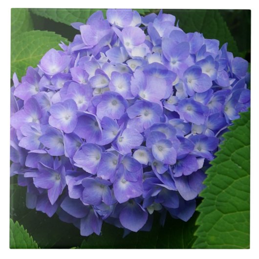 Lavendel Hortensie Fliese (Vorderseite)