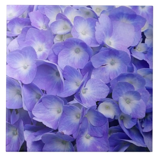 Lavendel Hortensie Fliese (Vorderseite)