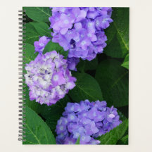 Lavendel Hortensie
