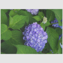 Lavendel Hortensie