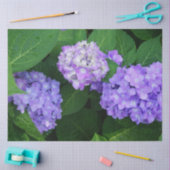 Lavendel Hortensie Seidenpapier (Basteln)