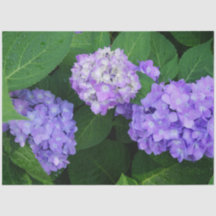 Lavendel Hortensie