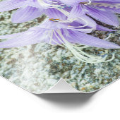Lavendel hosta Blume in voller Blüte Fotodruck (Ecke)