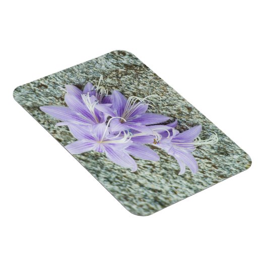 Lavendel hosta Blume in voller Blüte  Magnet (Rechte Seite)