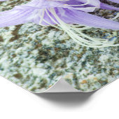 Lavendel hosta Blume in voller Blüte Poster (Ecke)