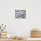 Lavendel hosta Blume in voller Blüte Poster (Küche)