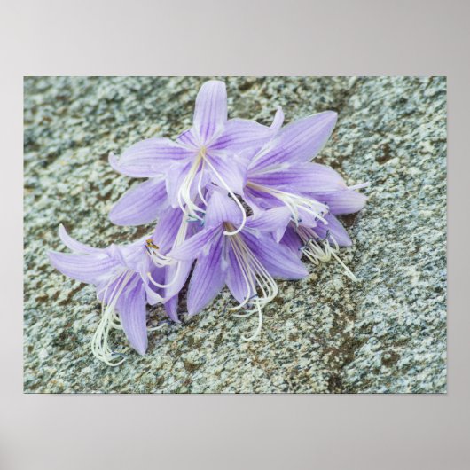 Lavendel hosta Blume in voller Blüte Poster (Vorne)