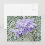 Lavendel hosta Blume in voller Blüte Postkarte (Vorne/Hinten)