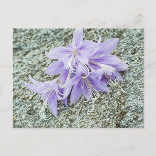 Lavendel hosta Blume in voller Blüte Postkarte (Vorderseite)