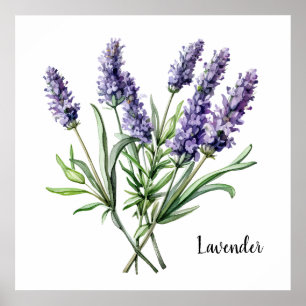 Lavendel-Illustration Botanischer Poster
