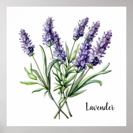 Lavendel-Illustration Botanischer Poster (Vorne)