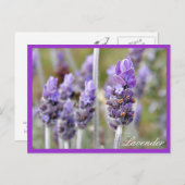 Lavendel in der blühenden Postkarte (Vorne/Hinten)