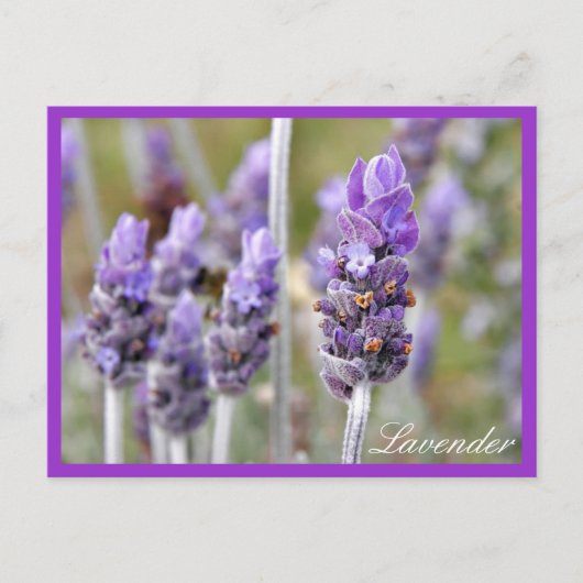 Lavendel in der blühenden Postkarte (Vorderseite)