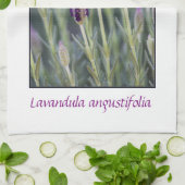 Lavendel in der Blüte Geschirrtuch (Gefaltet)