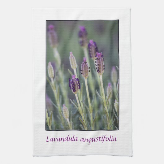 Lavendel in der Blüte Geschirrtuch (Vertikal)