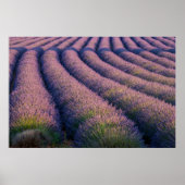 Lavendel in der Provence Poster (Vorne)