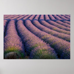 Lavendel in der Provence Poster