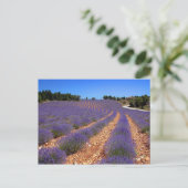 Lavendel in der Provence Postkarte (Stehend Vorderseite)