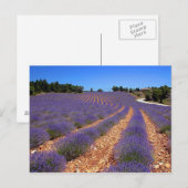 Lavendel in der Provence Postkarte (Vorne/Hinten)