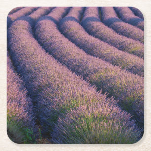Lavendel in der Provence Rechteckiger Pappuntersetzer