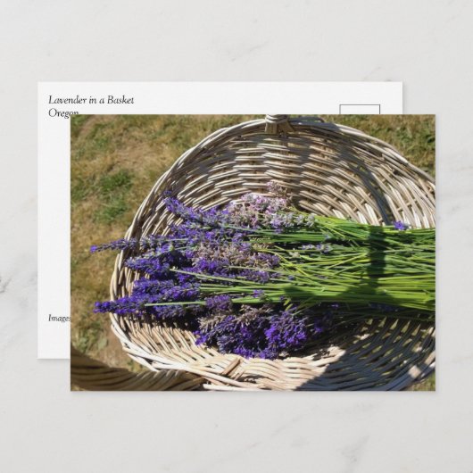 Lavendel in einem Korb Postkarte (Vorne/Hinten)