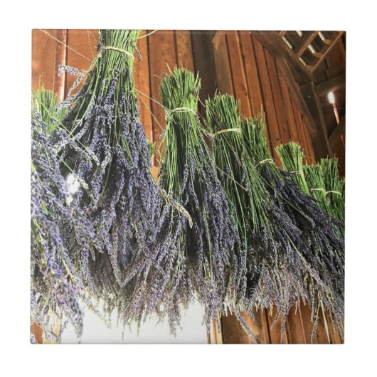 Lavendel in einer Scheune Fliese (Vorderseite)